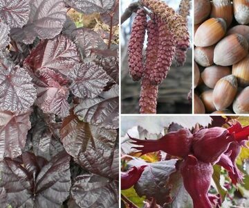 corylus_purpurea